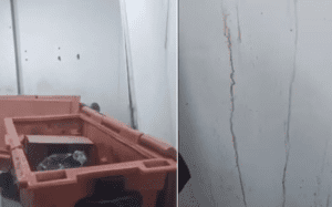Vídeo gravado por moradora mostra ratos, barata e sujeira dentro de UPA em Cabo Frio: ‘aqui tá sujo de sangue’